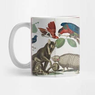 Molucca Opossum, Didelphis molucca and Armadillo, Tolypeutes matacus By Albertus Seba Mug